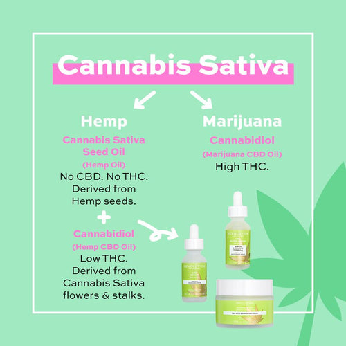 CBD Serum - Smooth & Calm Dry Skin